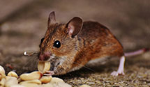 24 Hour & Emergency Exterminators in Duffield, PA
